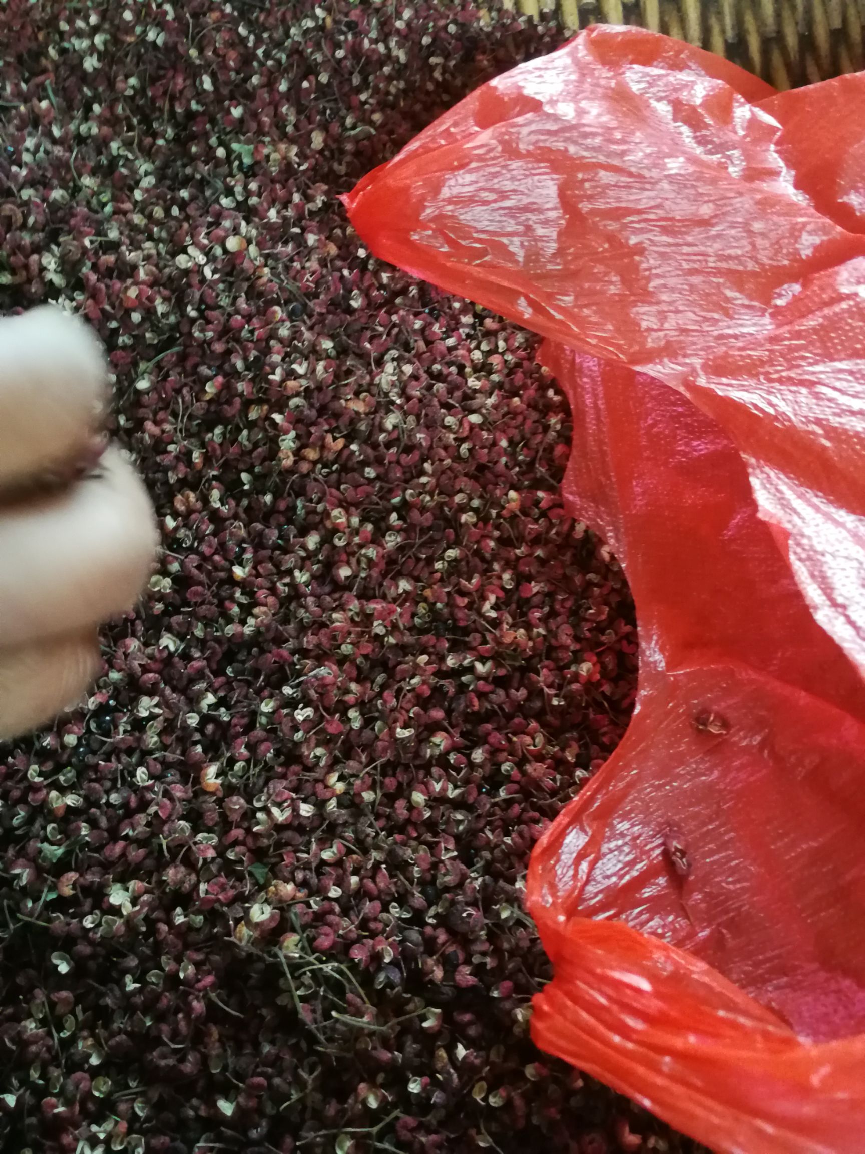 江津花椒 自己家种的花椒，包邮！