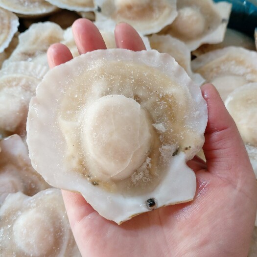 昆明冰冻半壳虾夷扇贝