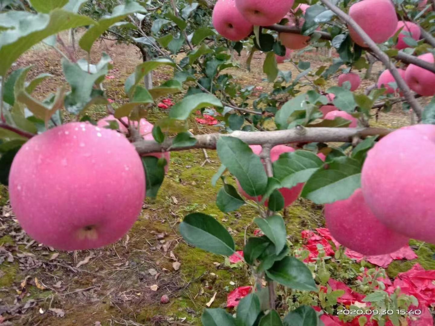 宫崎富士 黄土高原红富士，口感香甜脆嫩。