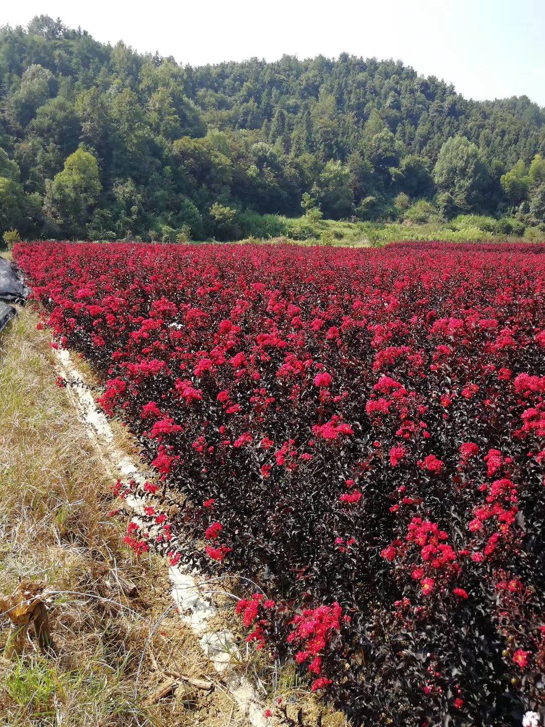 国旗红紫薇 红,花紫微