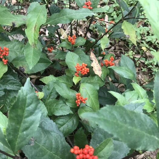 信丰县草珊瑚种子，肿节风种子，九节茶种子