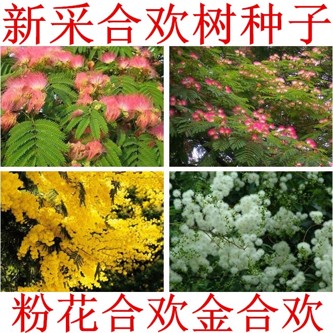 红花合欢种子 粉红合欢籽山合欢绒花树种子 银合欢种子金合欢种