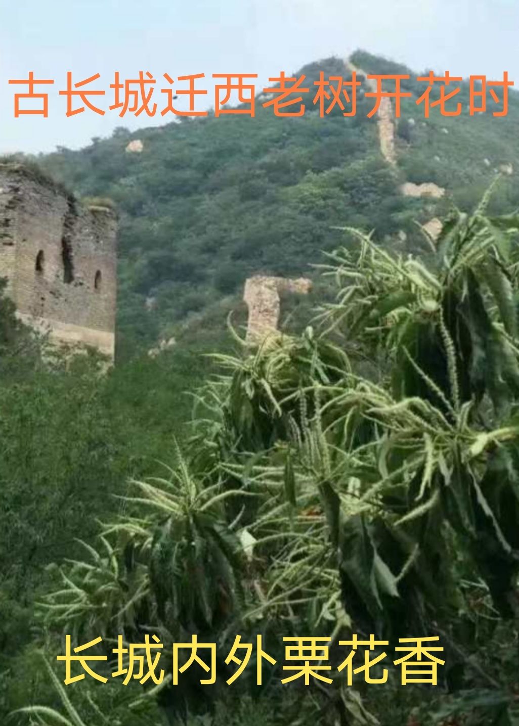 迁西遵化青龙特选冰栗子锁糖锁水分使糖分水不丢失纯手工制作！