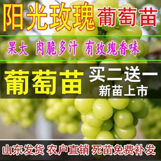 平邑县阳光玫瑰葡萄苗砧木5bb夏黑3309等等多种砧木保证纯度