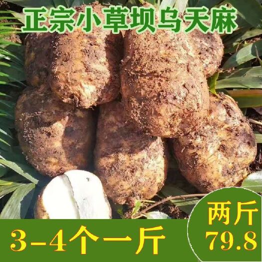 彝良县小草坝天麻 昭通小草坝乌天麻新鲜现挖发货农户自产自销