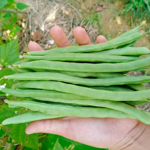 白不老四季豆 四季豆