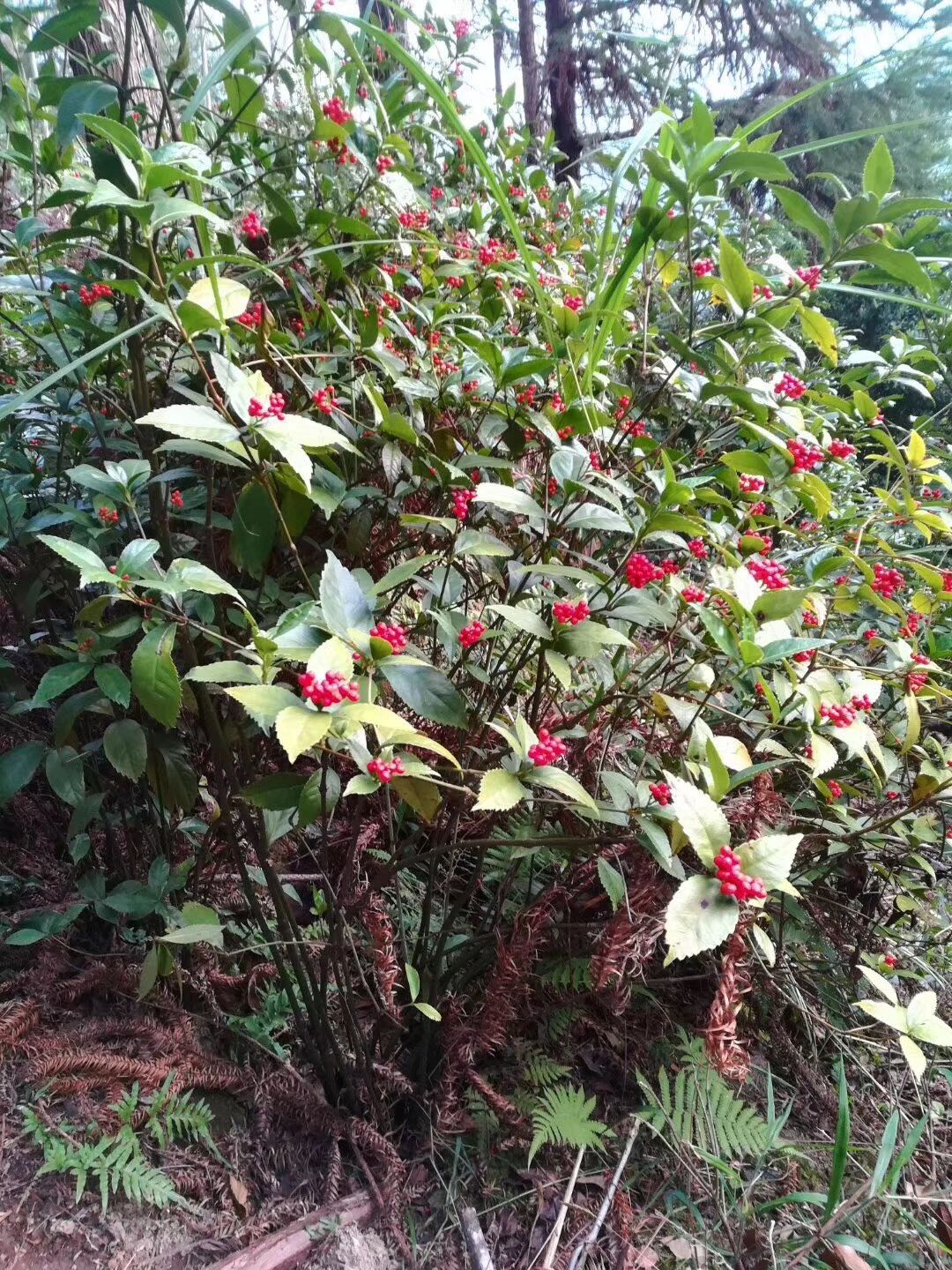 草珊瑚种子，肿节风种子，九节茶种子