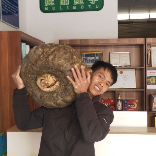 富源县花魔芋  对于初期刚刚种植的新手来说，缺乏实践经验，书面技术混杂。