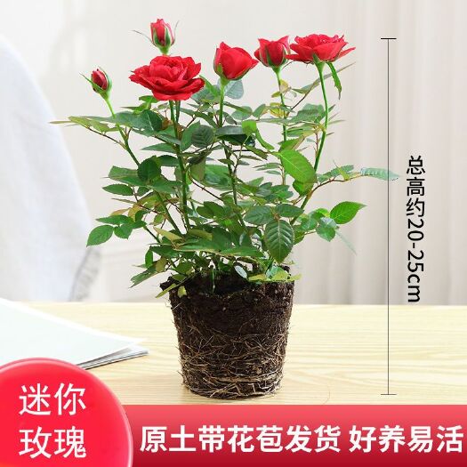 昆明迷你盆栽玫瑰花苗带花苞 绿植室内外阳台 四季月季蔷薇盆栽盆景
