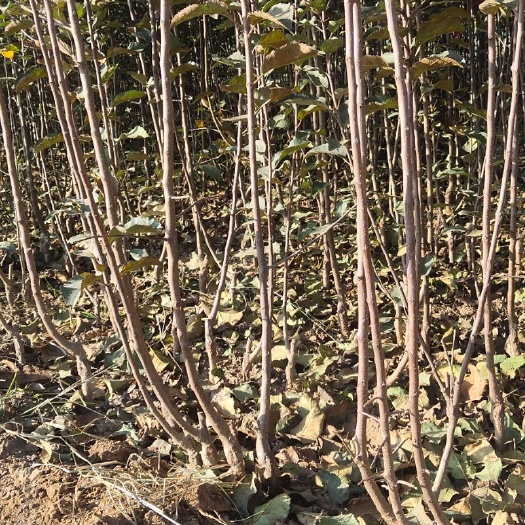 赞皇县123苹果树苗 红富士苹果苗