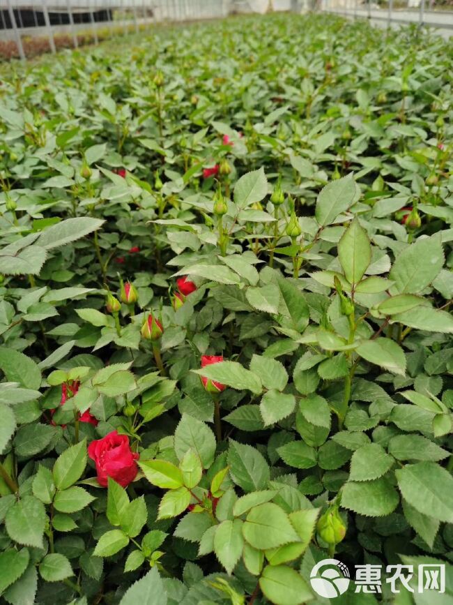 迷你玫瑰  迷你盆栽玫瑰花苗带花苞 绿植室内外阳台 四季月季蔷薇盆栽盆景