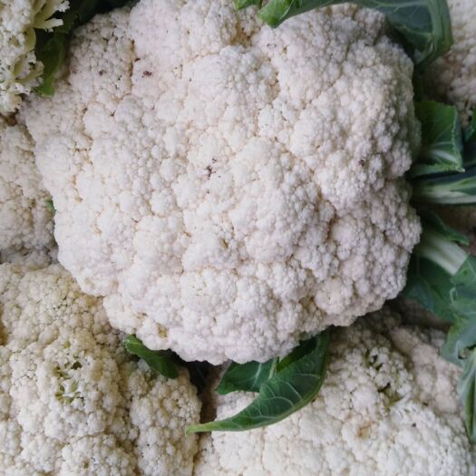 博爱县白面青梗松花菜 精品蔬菜松花菜，大量供应上市中，需要的老板联