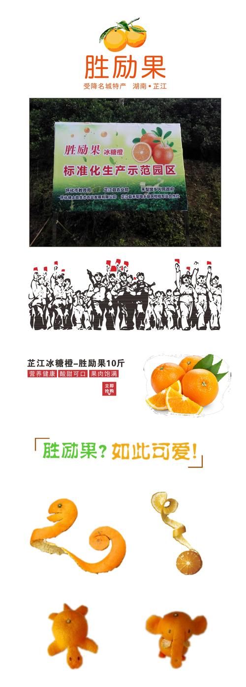 湖南芷江禾梨坳冰糖橙扶贫品牌