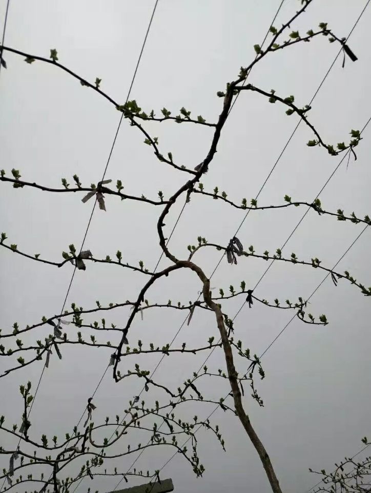 软枣猕猴桃苗  软枣泥猴桃树苗当年结果苗 辽宁本地嫁接苗