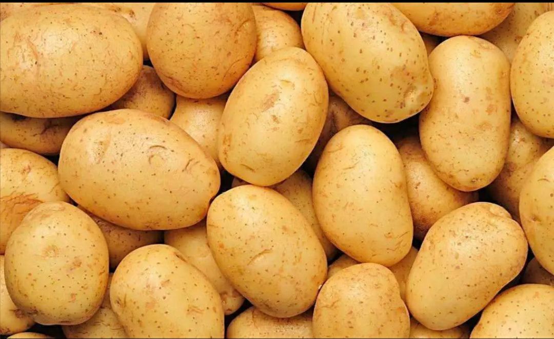 土豆种 一级原种 