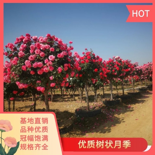 南阳树状月季 1——8公分粗十年种植基地 
高杆月季 树桩月季