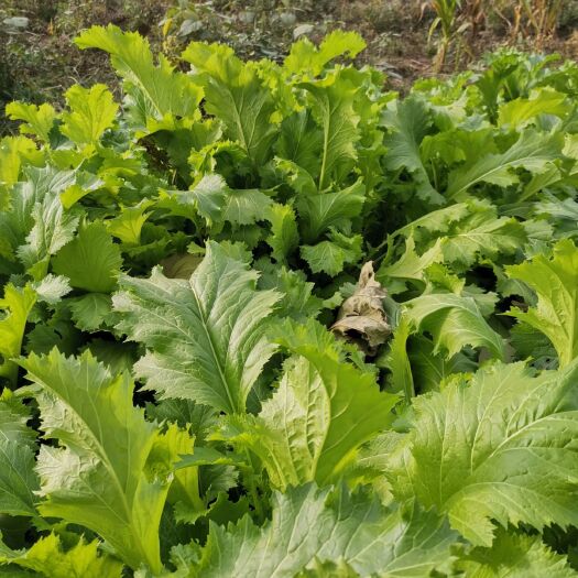 亳州雪里红芥菜  精品雪里蕻   自家种植一手货源