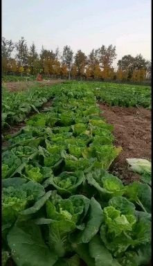 胶州市奶白菜 实验田奶油小白菜，无毛刺，口感好，品种众多