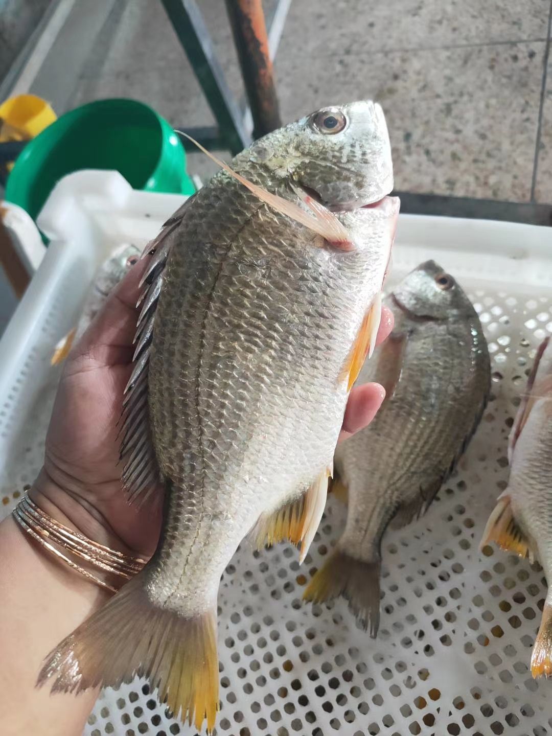 海鮮禮盒裝 黃翅魚純手釣海釣黃翅魚活海鮮海產(拒絕養殖海釣魚)