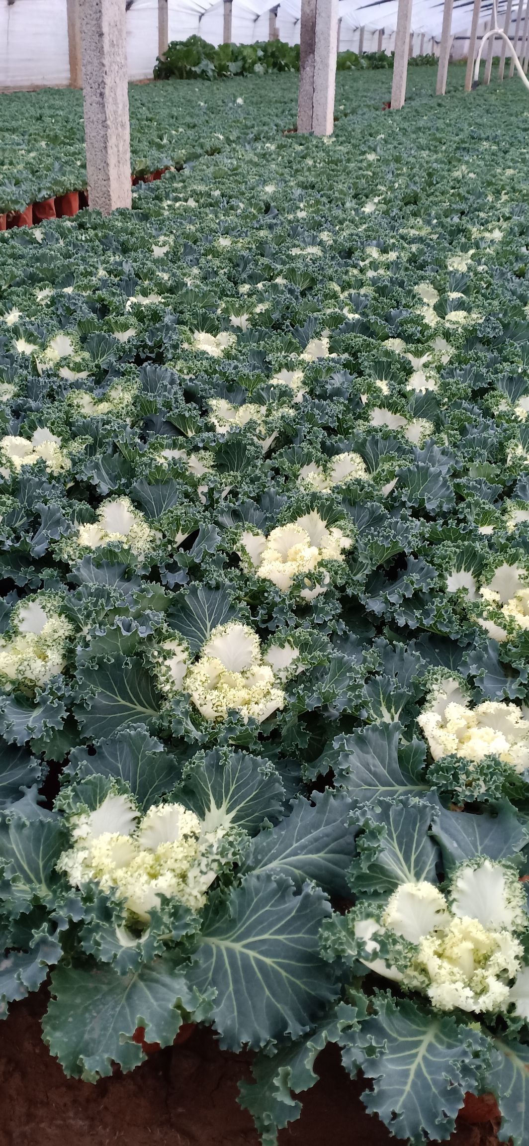  羽衣甘蓝，冬季专用草花