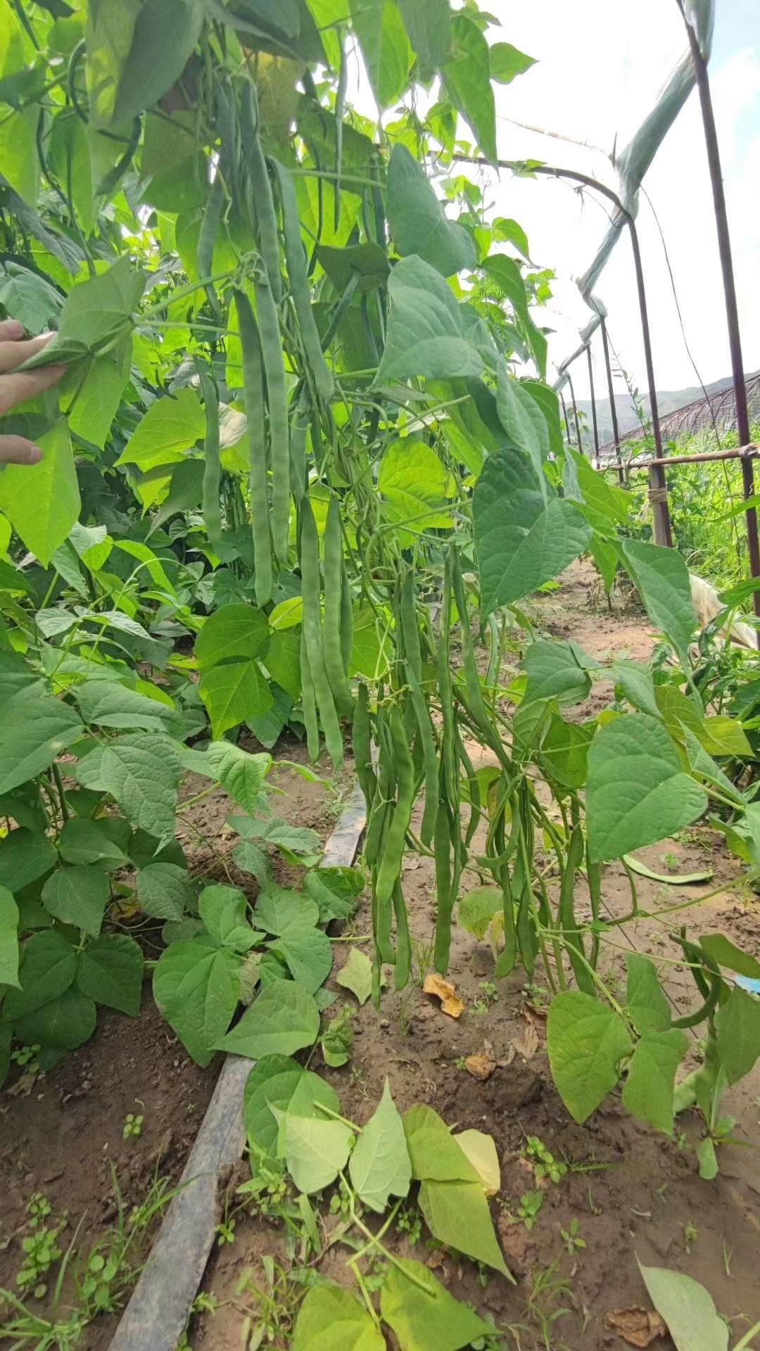 扁豆种子  奥美荚 新三扁  扁豆架豆种子 包邮，24小时发