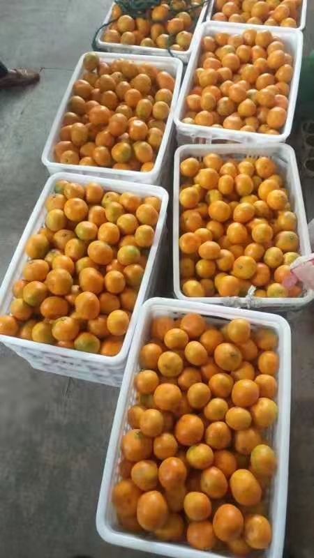 临海市宫川蜜桔  涌泉 蜜橘 无核 早熟
