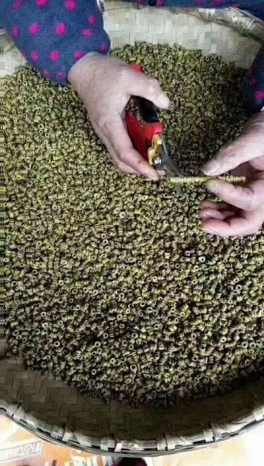 铁皮石斛枫斗  石斛核心原种产地安徽霍山太平畈乡