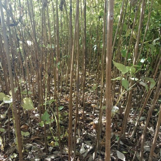 鹤峰县黄柏种苗  黄柏苗