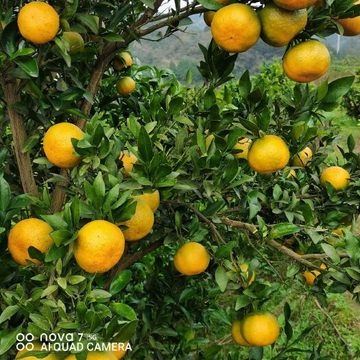 麻阳县湖南麻阳冰糖橙、全国三大甜橙之一，自家果园种植现摘现发！