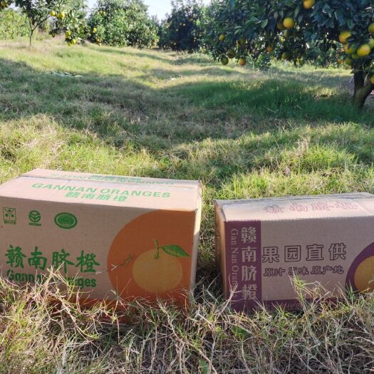 赣州脐橙  自家果园，年产二十五万斤