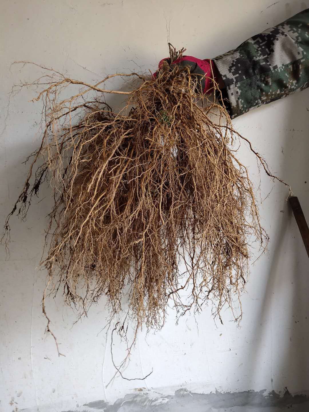 软枣猕猴桃苗  软枣泥猴桃树苗当年结果苗 辽宁本地嫁接苗