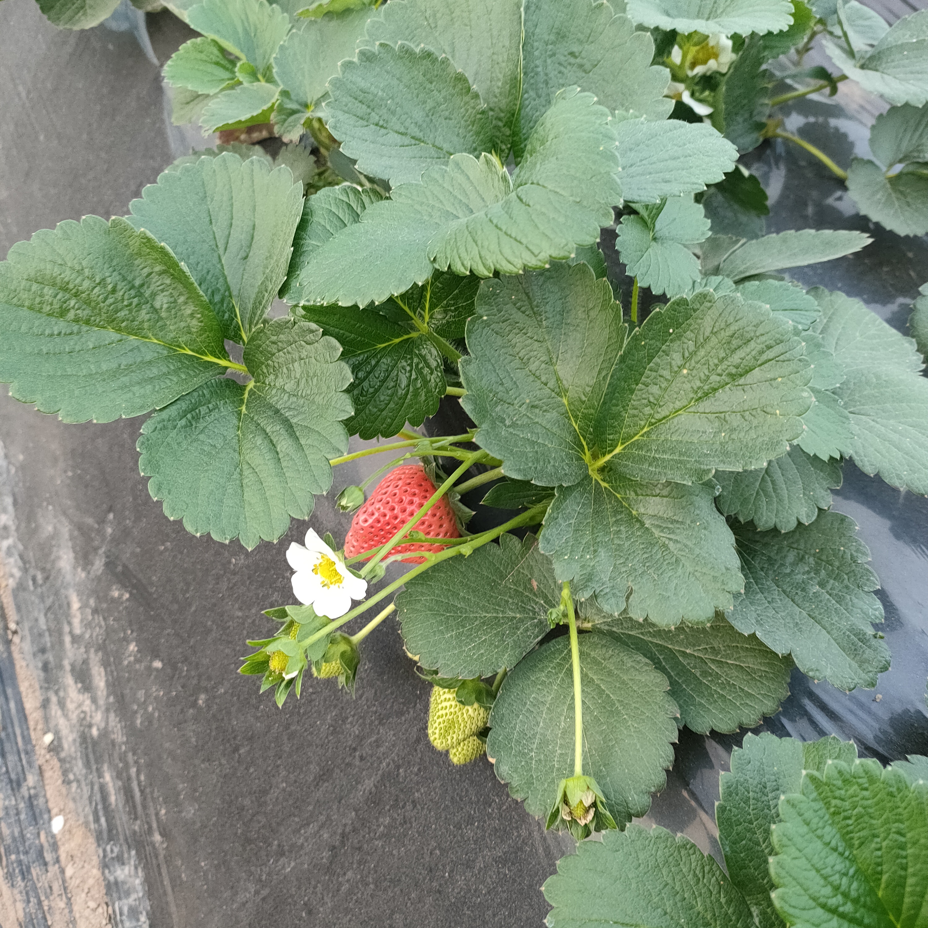 贾汪耿集万亩草莓种植基地草莓现已上市,欢迎各路老板前来考察