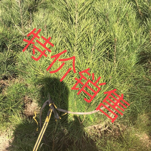 周至县陕西白皮松  一米白皮松22