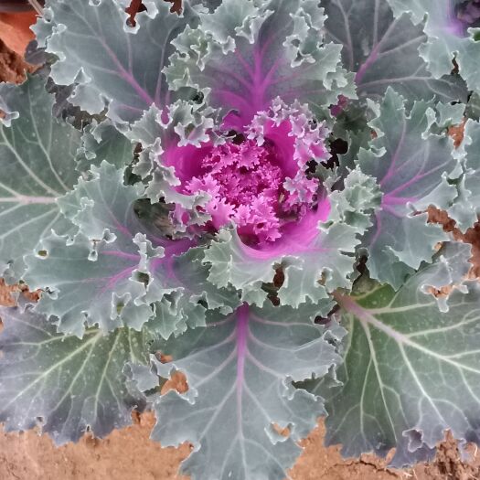 青州市 羽衣甘蓝，冬季专用草花