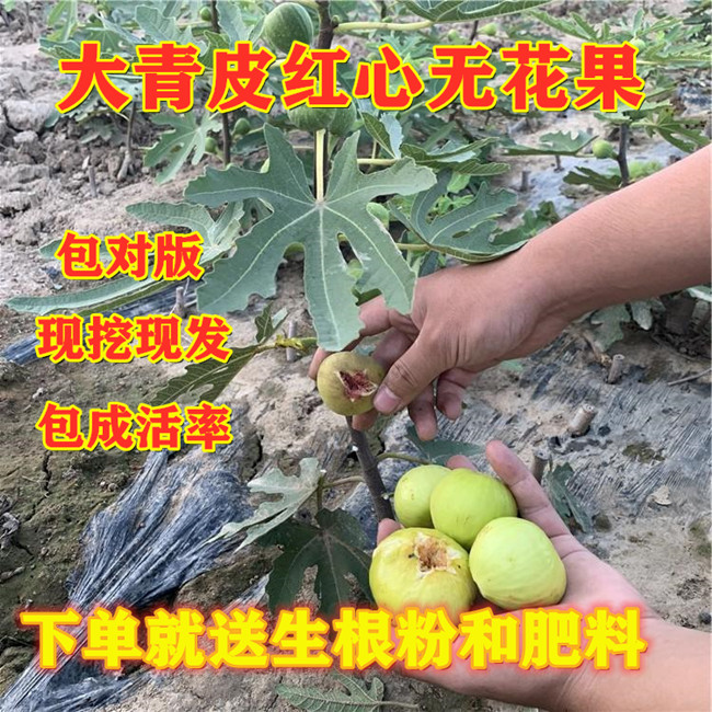  青皮无花果树苗 含糖量高 耐寒 成活率高 南北方种植