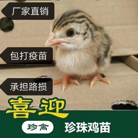佛山珍珠鸡苗  广东有珍珠鸡出壳苗 送养殖技术 包邮活体发货