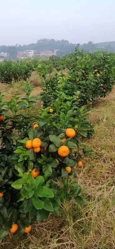 宾阳县沙糖桔 