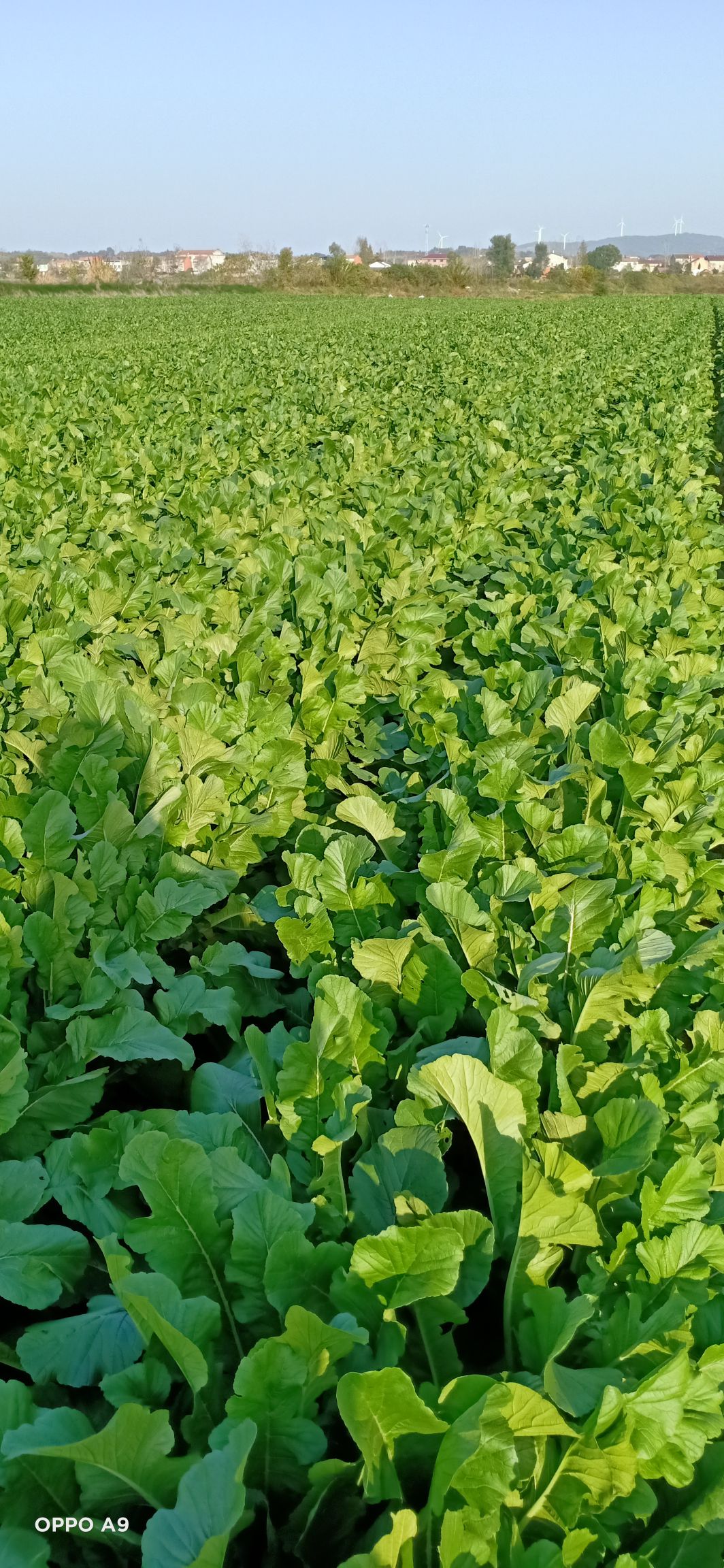 白萝卜  蔬菜种植基地萝卜批发