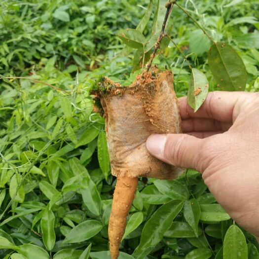 灵山县 龙泰创业培育牛大力苗基地