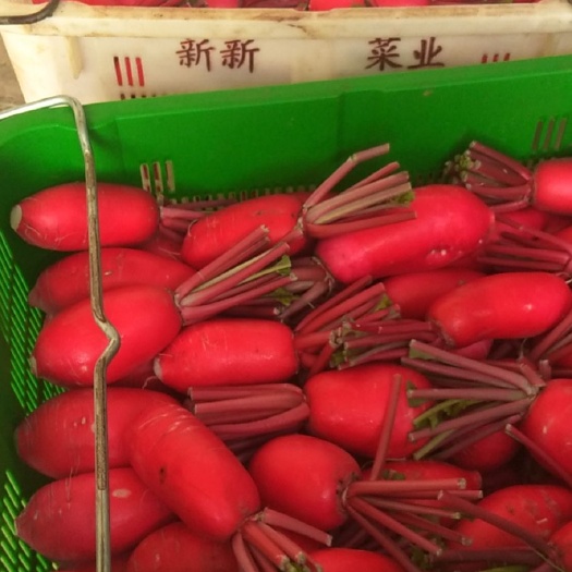红皮萝卜，色泽鲜红清脆8两1斤半