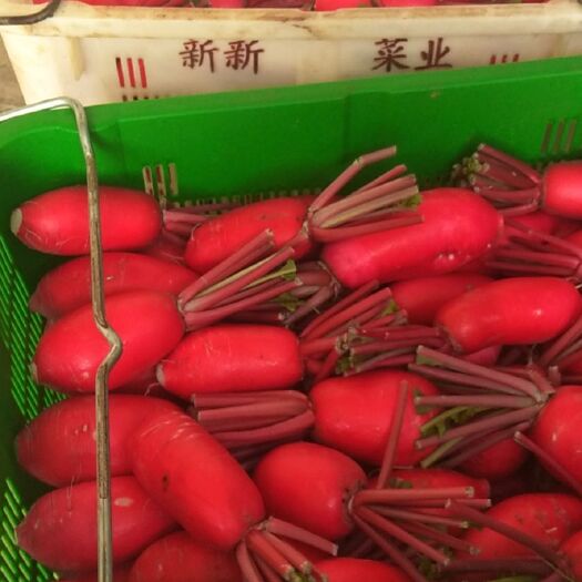 新田县红皮萝卜，色泽鲜红清脆8两1斤半