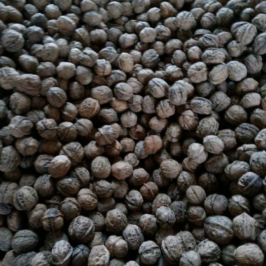 冕宁县薄皮101核桃  溥皮核挑，出油率高，从没用农药和化肥，自然生长，自然成熟，