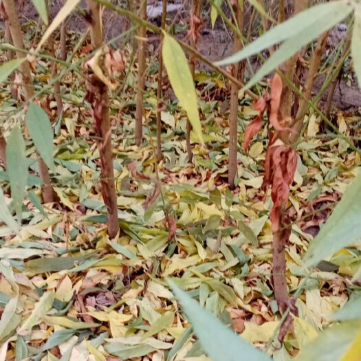 高阳县优质毛桃苗还有1000棵可议价
