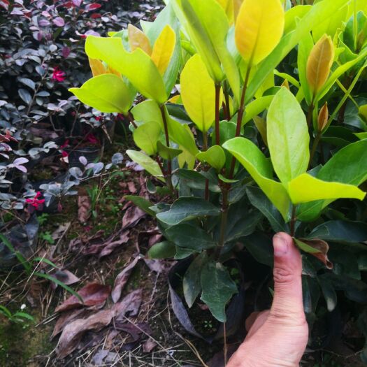 揭阳 龙船花