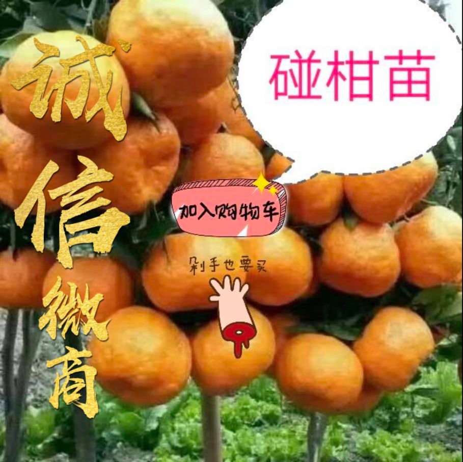 金堂县椪柑苗  碰柑苗，全国包邮，基地直供，货品有保障， 提供技术
