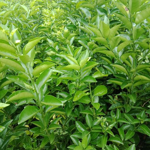 重庆市枳壳苗  自种自销的药枳壳树苗，分枝多，根系发达。有需要的可联系