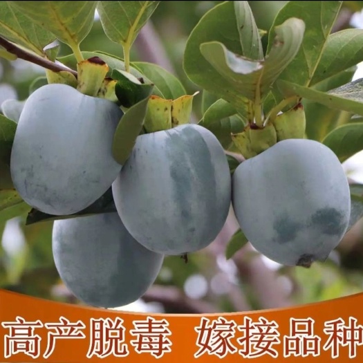 平邑县黑柿苗  黑柿子树苗，基地直销，保证质量保证品种量大可以来实