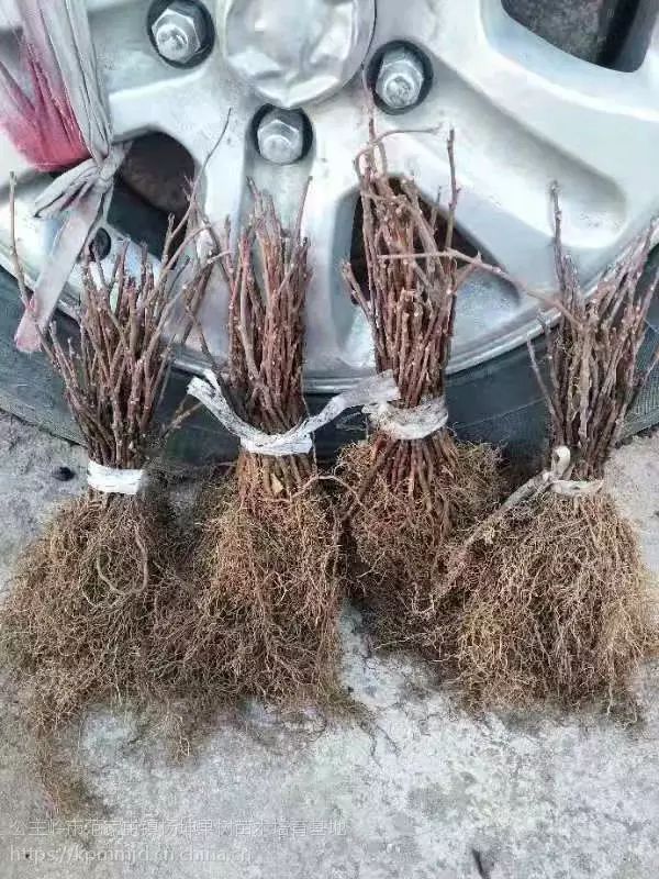基地直供北五味子苗