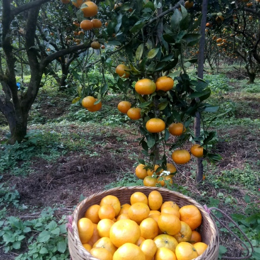 连州市蜜桔 蜜橘十斤一箱包邮