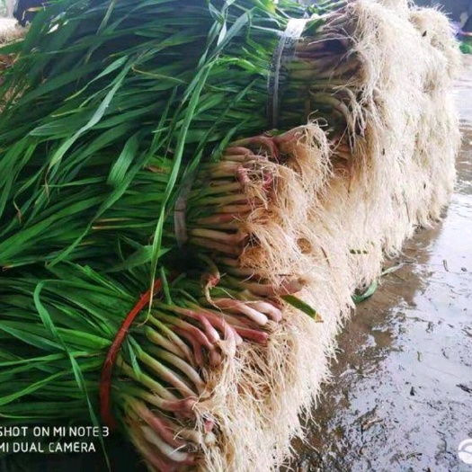 鄂州红根蒜苗 45 - 50cm 